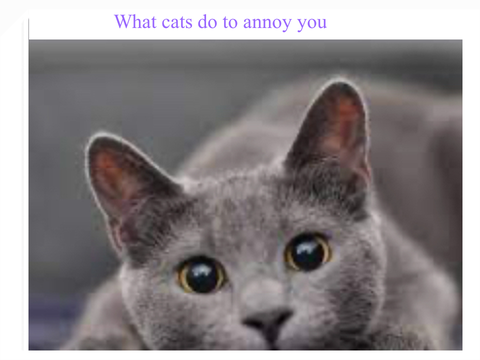 Cat memes