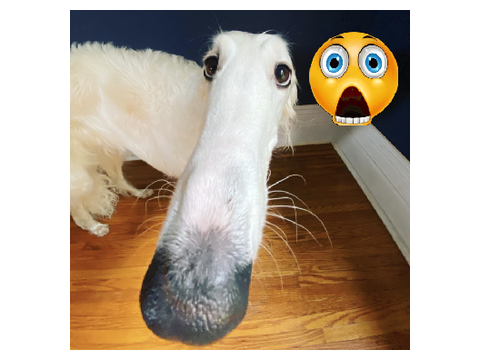 dog.
