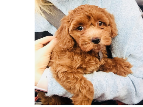 puppy