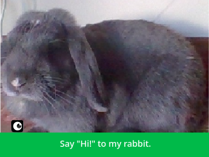 PLATFORMER (My rabbit) 