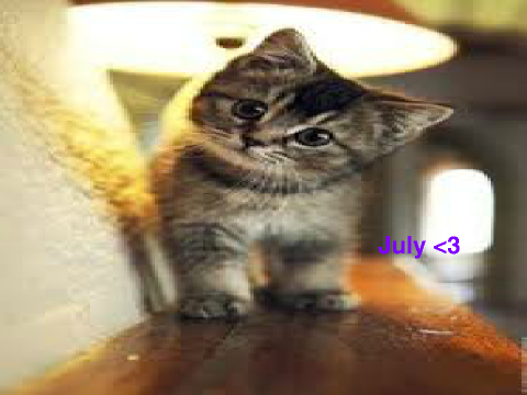 Cute cats