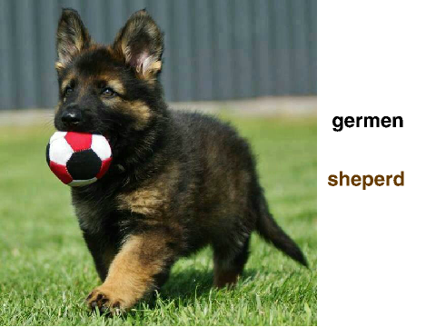 For all the dog lovers