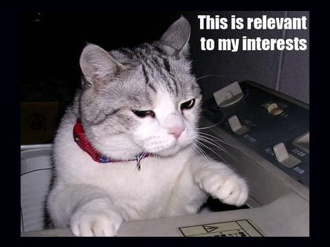 101 cat memes