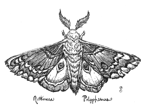 Antheraea Polyphemus