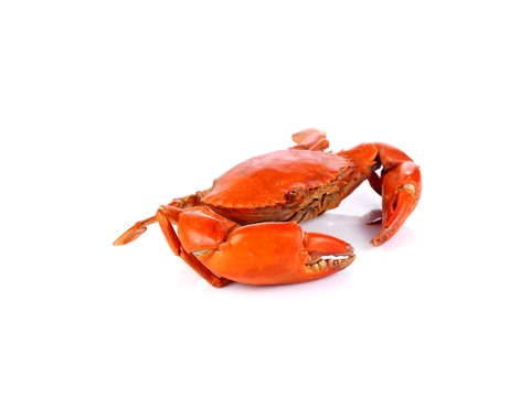 NO DONT TURN ME INTO MY ZODIAC