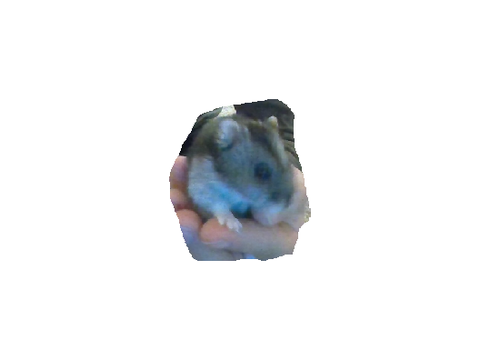 hampter