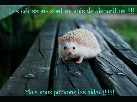 Les hérissons sont en voie de disparition !!! remix