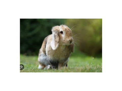 When I die, I'm going to come back as one of these...