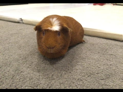 Dancing Cookie #cookie_the_Guinea_pig