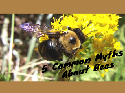 5 Common Myths About Bees