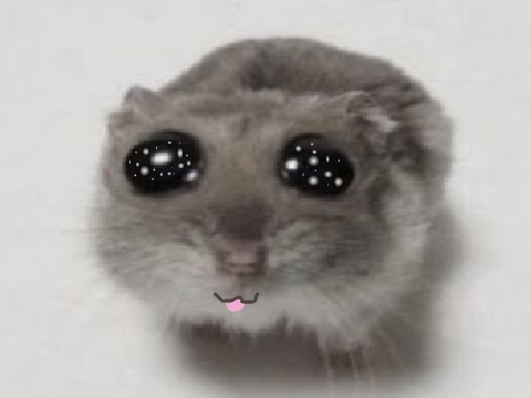 Starry-eyed hamster