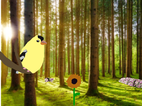 I love to take photos of birds