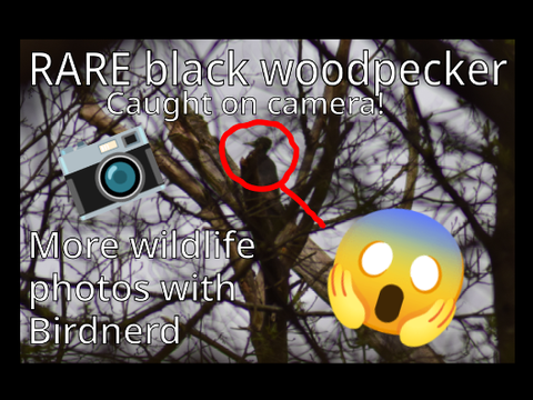 More wildlife photos - RARE black woodpecker caught on camera!