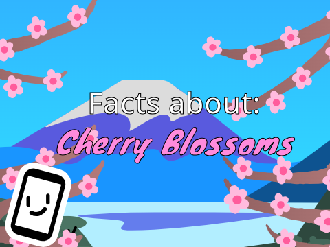 Facts About Cherry Blossoms! || #Art #Tutorial
