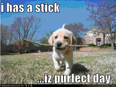 Funny dogs