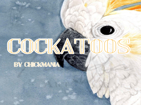 Cockatoo Thumbnail Idea