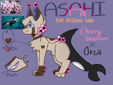 Cherry Blossoms X Orca : Asahi