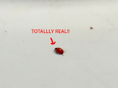 I SAW A LADYBUG O_o #found_a_ladybug #saw_a_ladybug #ladybug