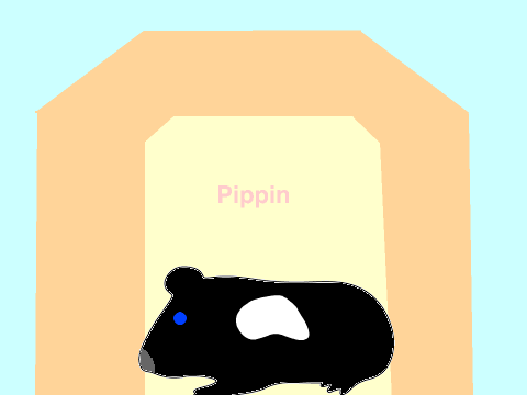 horsecatdogpony's guinea pig