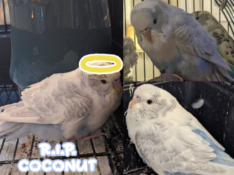 R.I.P. Coconut (╥╯^╰╥)