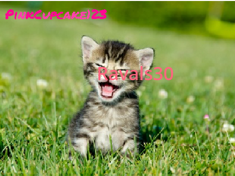 Sign Here if you Like Animals! remix