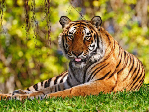 !My Favourite Animals!