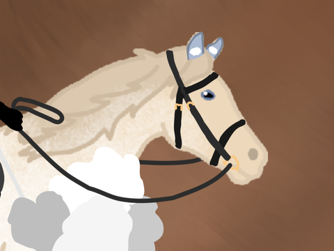 Bluebell Equines Horse Fashion Show entry