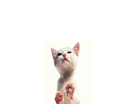 Licky Kitty
