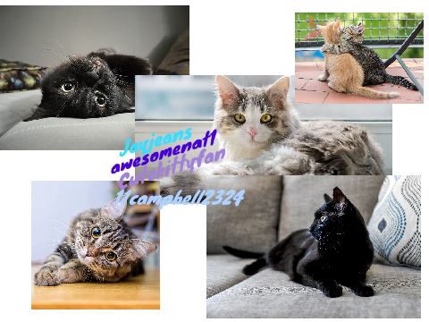 Sign if you love cats!!  remix remix
