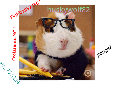 Sign if you love Guinea pigs 
