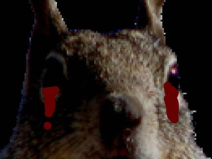 Squirrel