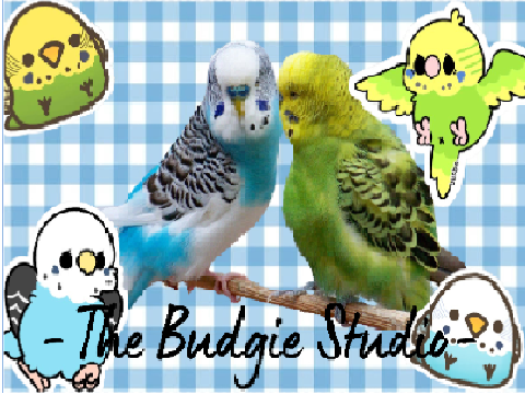 Budgie Studio Results