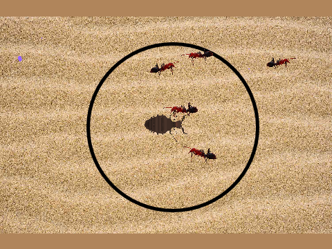 Antlion vs. Prey