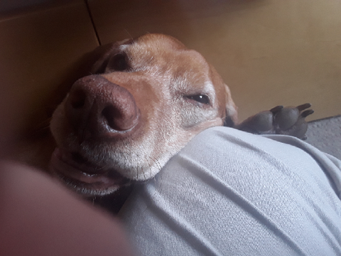 me dog photos