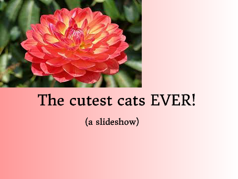 The cutest cats EVER! Slideshow