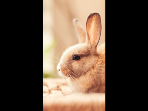 AESTHETIC BUNNIES remix