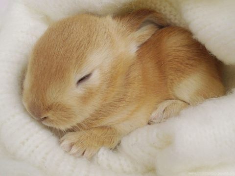 # CUTE RABBITS remix