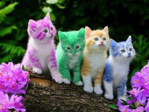 Cute Cat Pics