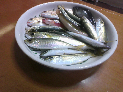 9月16日の釣果